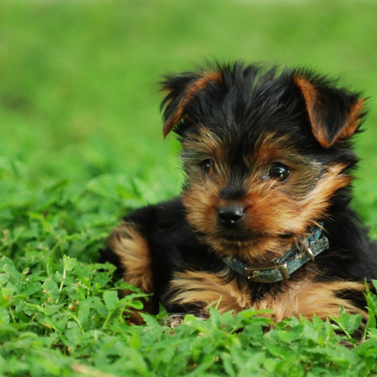 Pet waste removal services in Pierce County, WA