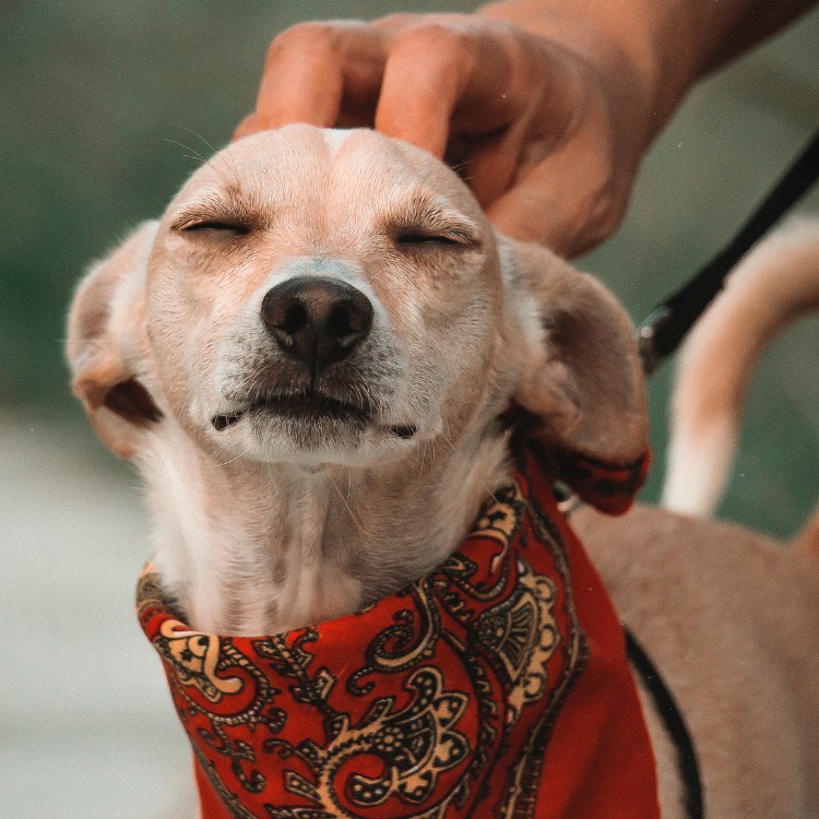 Pet waste removal services in Pierce County, WA