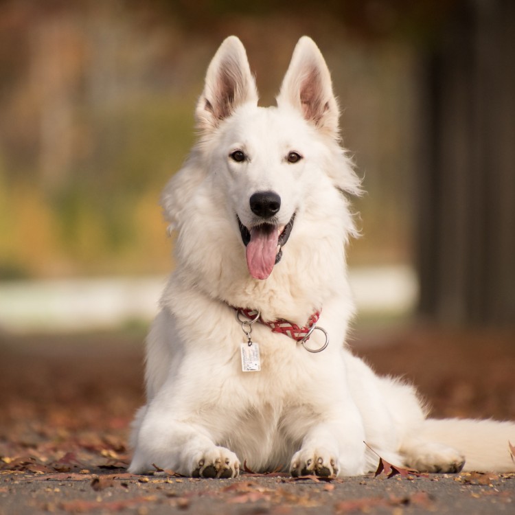 Pet waste removal services in Pierce County, WA
