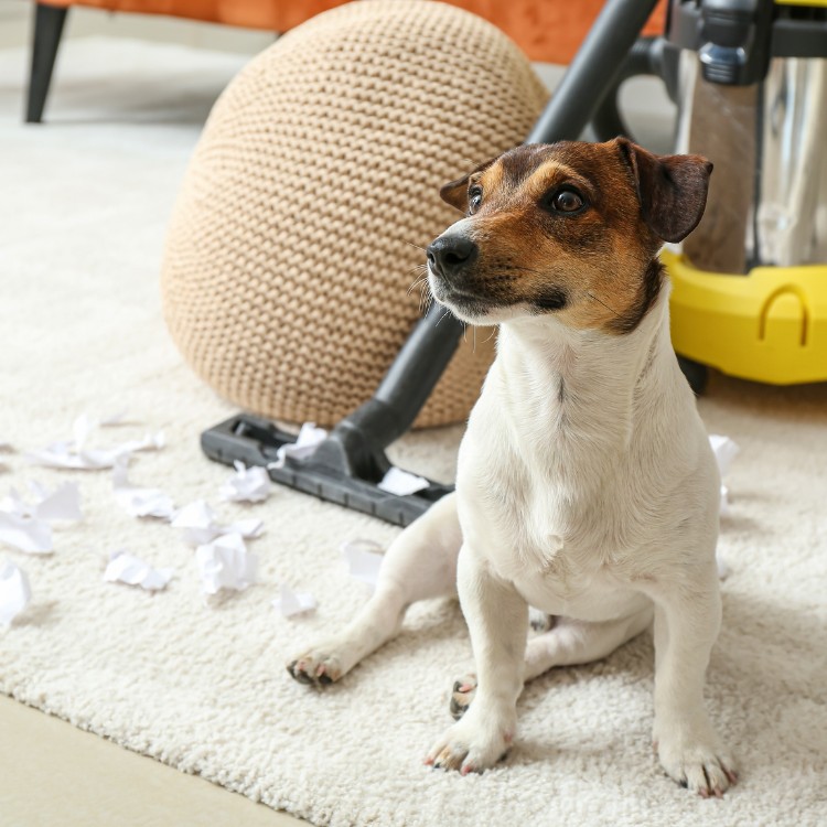 Pet waste removal services in Pierce County, WA