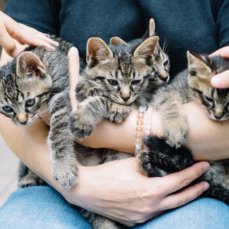 Pet waste removal services in Pierce County, WA