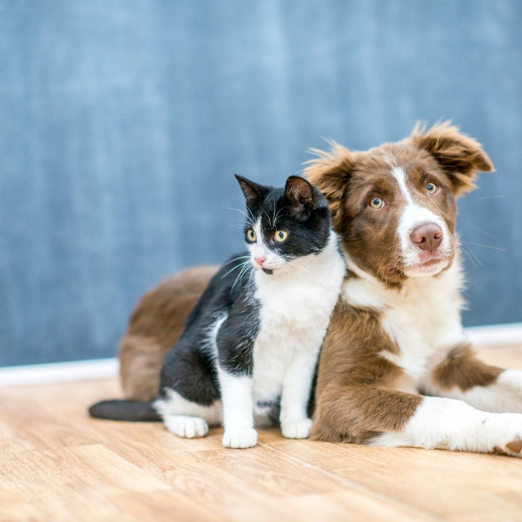 Pet waste removal services in Pierce County, WA